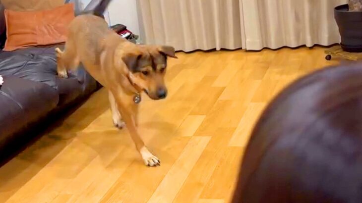 4歳の娘が苦手だった元野犬…飼ってから3ヶ月が経った『現在の光景』が素敵すぎると12万再生「すばらしくて泣いた」「なんて良い話」と感動(ブログ)
