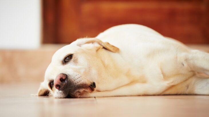 犬が『愛情不足』になっているときのサイン4選　寂しさを感じさせないためにすべきことまで(ブログ)