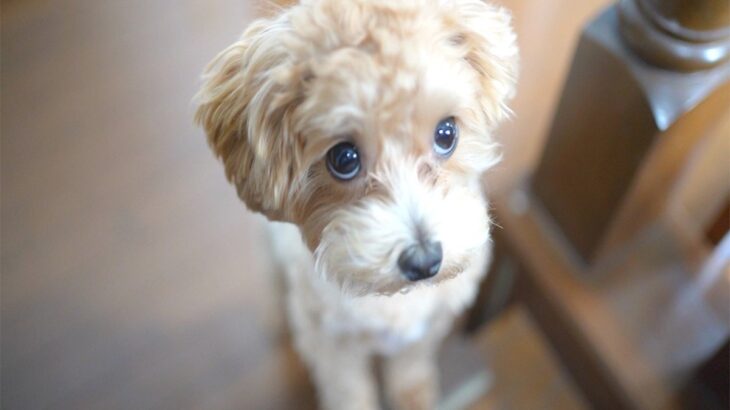 犬の表情から読み取れる心理6つ　どんな感情が隠されているの？愛犬の気持ちを理解して絆を深めよう(ブログ)