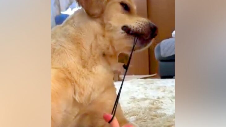 『髪ゴムを引っ張るのが好きな大型犬』かと思いきや…衝撃的な『まさかの趣味』が86万再生「ドMで草」「痛くないの？ｗｗ」と爆笑(ブログ)