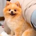 トレーニングをしていたら、犬が…とんでもなく鬼畜な『まさかの場所に潜り込む光景』が746万表示「スパルタで草」「ある意味応援ｗ」と爆笑(ブログ)