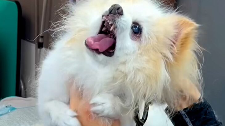 お世話になったトリマーさんが退職→14歳の犬が噛むようになり…2年ぶりのトリミングで見せた『ビフォーアフター』が35万再生「素晴らしい」(ブログ)