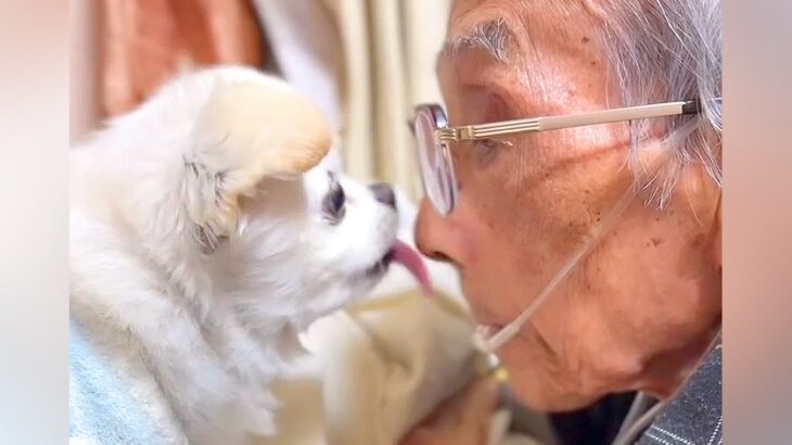 おじいちゃんが亡くなる3日前、犬が心配をして…涙が止まらない『愛溢れる光景』が216万再生「献身的で泣いた」「お空でも見守ってくれてる」(ブログ)