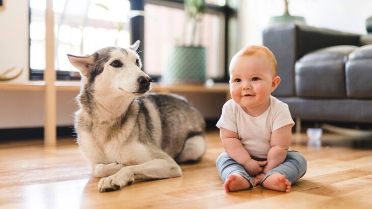 犬が嫉妬心を抱えてしまう時の原因4つ　どんな理由が隠されているの？ヤキモチによる悪影響まで解説(ブログ)