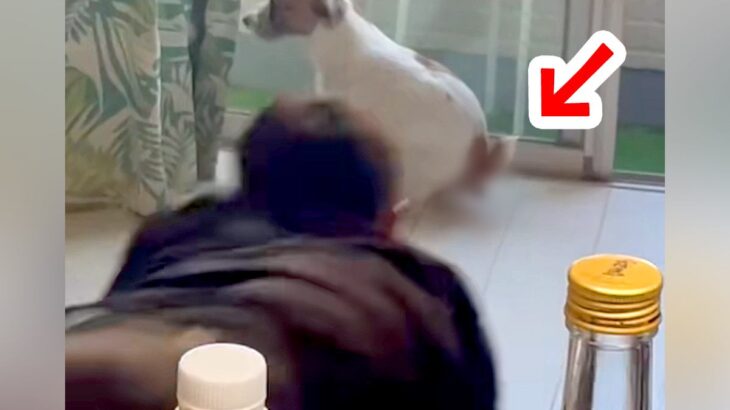 犬が床でウンチをしそうに→元野球部の飼い主が…衝撃的すぎる『ファインプレー』が1381万再生「素手で草」「いいパパになりそうｗ」と大絶賛(ブログ)