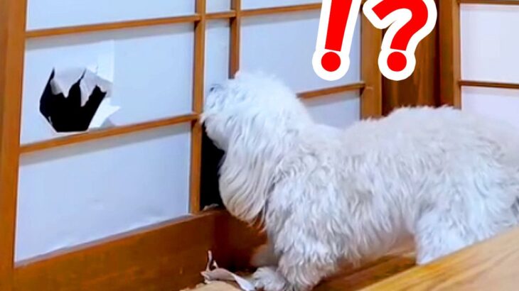 実家に帰省中、留守番中の犬を隠し撮りしたら…予想を超える『豪快すぎるイタズラ』が234万再生「プロの犯行」「可愛いから許すｗ」と爆笑(ブログ)