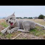 グレーの子猫ちゃんが鳥の羽でメチャクチャ楽しそうに一人遊びする(YouTube)