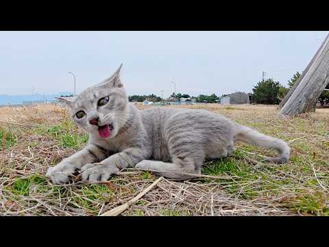グレーの子猫ちゃんが鳥の羽でメチャクチャ楽しそうに一人遊びする(YouTube)