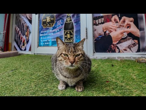 商店街の入口にある焼肉屋さんの看板猫(YouTube)
