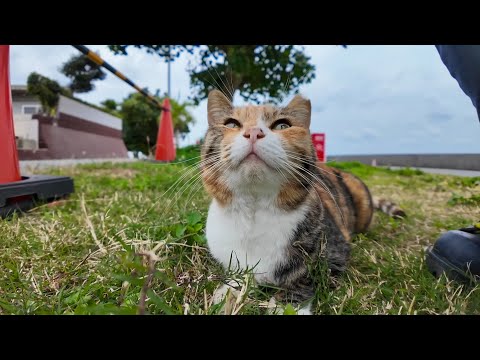 天ぷら屋さんの裏で出会った三毛猫ちゃんがかわい過ぎる(YouTube)