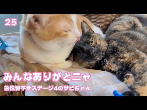 みんにゃありがとニャン 急性腎不全ステージ4  賢いサビ猫チュラ  2025 02 20 2(YouTube)