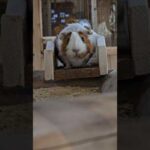 Attitudeリレーダンスver #暴走モルモット #モルモット #guineapig #attitude #ive #relaydance(YouTube)