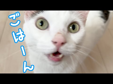 ご飯30分前のチロさんはめちゃ近いですｗ(YouTube)