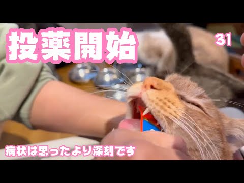 病状は深刻かも FIP抗ウィルス薬投与始めました  コジロー   2025 02 26 2(YouTube)