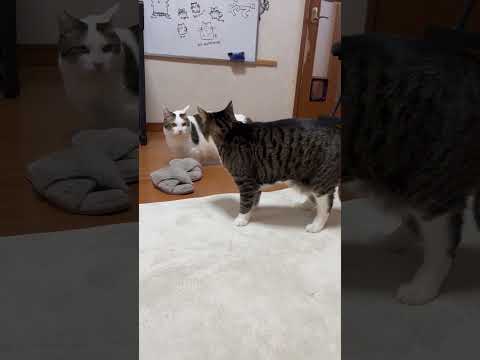 なんで？なんでなん？(YouTube)