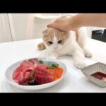 お刺身食べてたら魚好きの猫に狙われてこうなっちゃいました…www(YouTube)