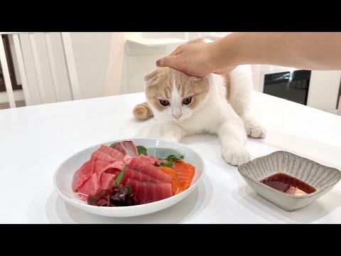 お刺身食べてたら魚好きの猫に狙われてこうなっちゃいました…www(YouTube)