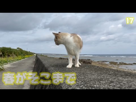 春がそこまできてるかニャ  2025 02 12 2(YouTube)