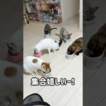 5匹全員集合でごはんタイム！ #shorts(YouTube)