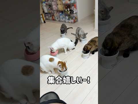 5匹全員集合でごはんタイム！ #shorts(YouTube)