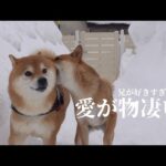 大雪中に柴犬兄が思考停止に！？理由が、これ。(YouTube)