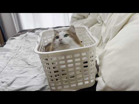未練がましくない豆大福を見習ってほしい往生際が悪い猫(YouTube)