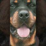 #家族になろうよ　#保護犬　#犬のいる生活(YouTube)