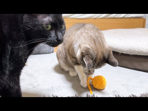 許せなくてオコオコだったのに大好きになっちゃった我が家の姫猫の宝物(YouTube)
