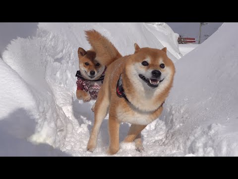 最強寒波の一瞬の隙を狙う柴犬が、これ。(YouTube)