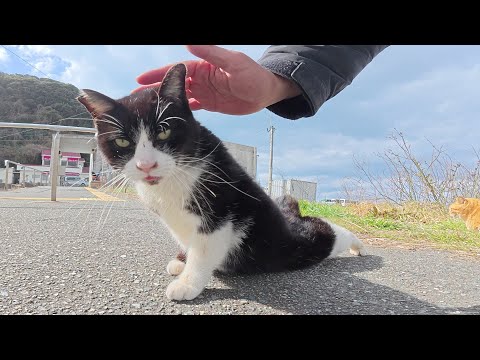 ハチワレ猫が体をビヨーンと伸ばしてナデナデを要求してくる(YouTube)