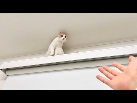 留守番中にカーテンレールから降りられなくなった猫が立ち往生して大変なことになってました…(YouTube)
