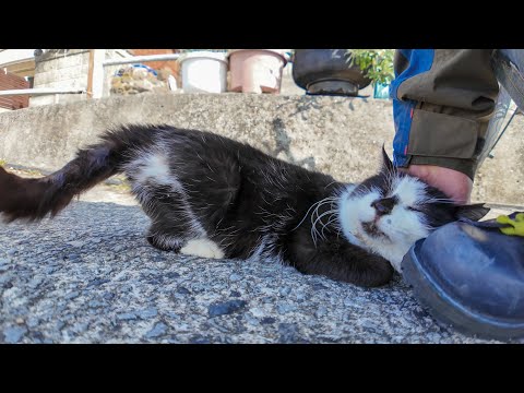 猫島の通りで出会った控えめに甘えてくる猫をナデナデすると付いてくるようになった(YouTube)