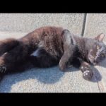 砂浴びに夢中な黒猫ちゃん、先輩猫が通りかかって姿勢を正す(YouTube)