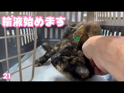輸液を始めることになりそうです 急性腎不全のチュラ   2025 02 16 2(YouTube)