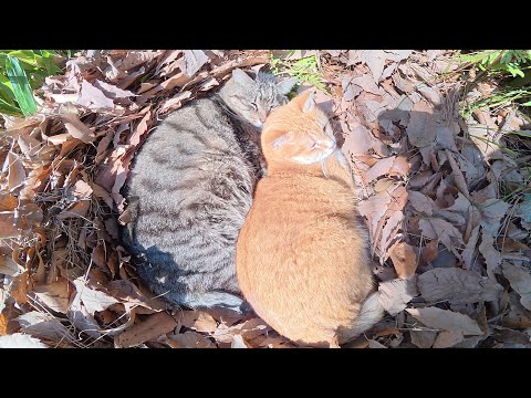 猫達がポカポカ陽気を浴びながら落ち葉のベッドでお昼寝する(YouTube)