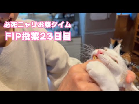 必死ニャリ お薬タイム  FIP投薬23日目 セナ＆ネオ   2025 02 18 2(YouTube)