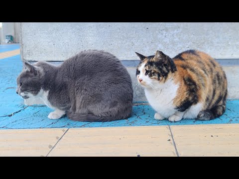 感動猫動画 のライブ配信(YouTube)