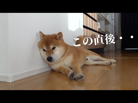 柴犬の「それやめて…」感がたまらない♡猫の可愛すぎるお昼寝妨害劇！(YouTube)