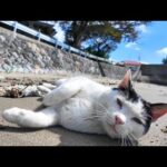 砂浜でゴロゴロ転がる猫と集まってくる猫たち(YouTube)