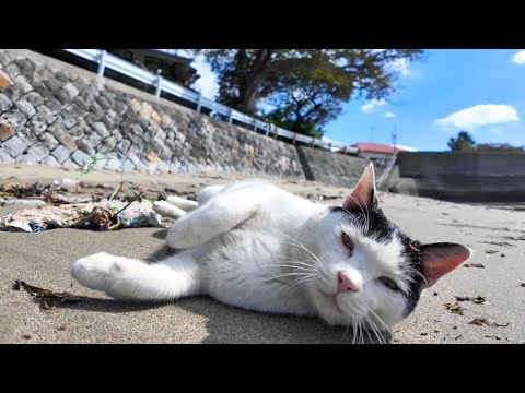 砂浜でゴロゴロ転がる猫と集まってくる猫たち(YouTube)
