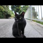 歩道にいた黒猫ちゃん、ナデナデすると小さく足踏みしてカワイイ(YouTube)
