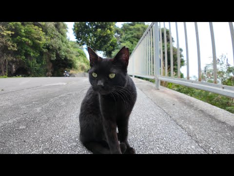 歩道にいた黒猫ちゃん、ナデナデすると小さく足踏みしてカワイイ(YouTube)