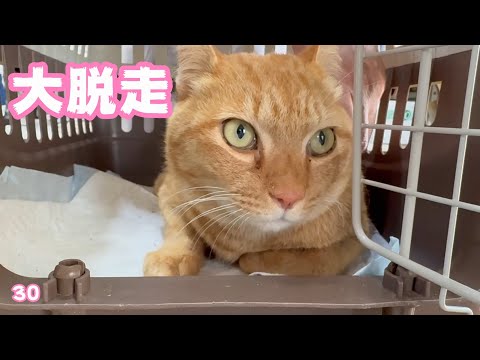 大脱走 参りました コジロー   2025 02 25 2(YouTube)