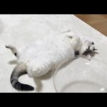 外猫と違って無防備すぎる家猫の日常(YouTube)