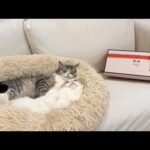 寝てる猫たちの枕元にプレゼントを置いたら起きたときの反応が可愛すぎましたwww(YouTube)