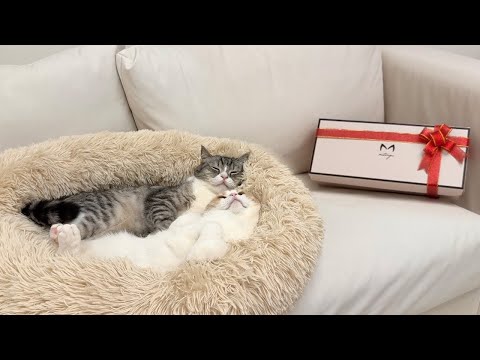 寝てる猫たちの枕元にプレゼントを置いたら起きたときの反応が可愛すぎましたwww(YouTube)