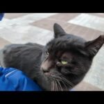 公園のベンチに座ると黒猫が駆け寄ってきた(YouTube)