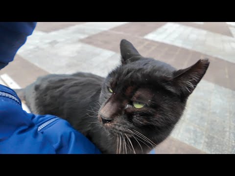公園のベンチに座ると黒猫が駆け寄ってきた(YouTube)
