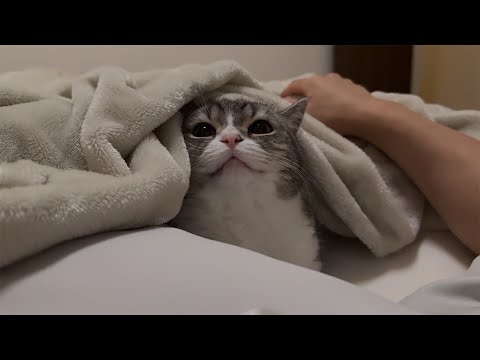 寒いと一緒に寝たくてお布団の中に潜ってくる猫が可愛すぎました笑(YouTube)