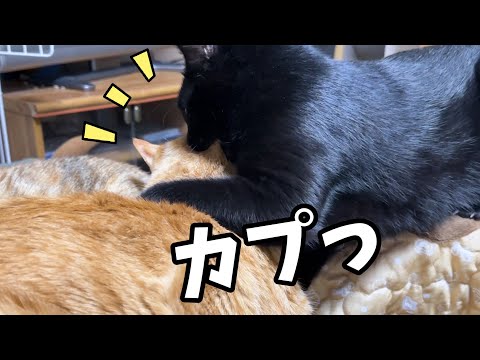 眠くて弟猫と遊びたくない茶トラ猫はカプ～されても寝たふりでその場を乗りきりました(笑)(YouTube)